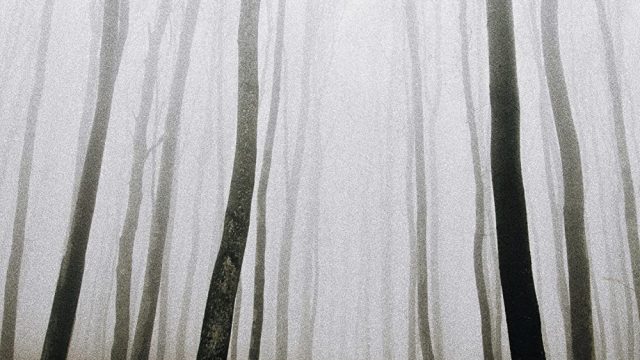 I HEAR THE TREES WHISPERING (2022)