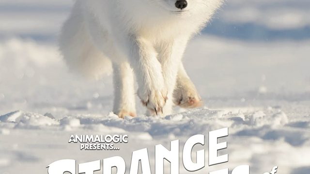 STRANGE CREATURES OF THE ARCTIC (2022)