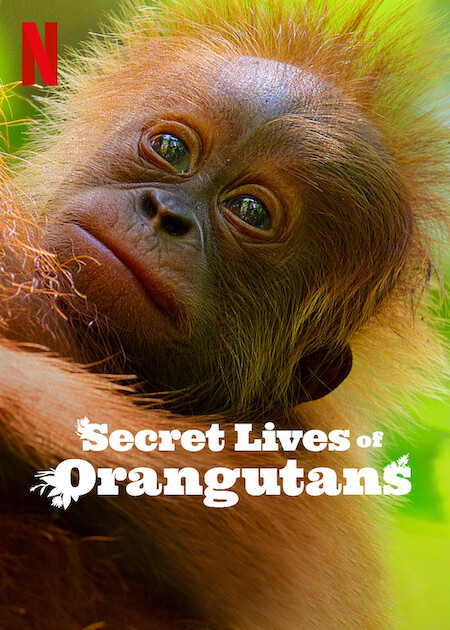Secret Lives of Orangutans ชีวิตลับอุรังอุตัง (2024)